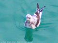 Mouette de Ross - Rhodosthesia rosea