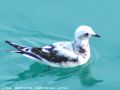 Mouette de Ross - Rhodosthesia rosea