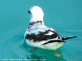 Mouette de Ross - Rhodosthesia rosea