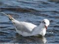 Mouette mélanocéphale - Larus melanocephalus