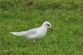 Mouette mélanocéphale - Larus melanocephalus