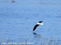 Mouette pygmée - Larus minutus