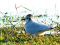 Mouette pygmée - Larus minutus