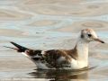 Mouette rieuse - Larus chroicocephalus _ juvénile
