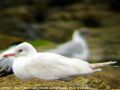 Mouette rieuse - Larus chroicocephalus _ albinos