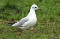 Mouette rieuse - Larus chroicocephalus