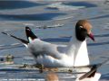 Mouette rieuse - Larus chroicocephalus