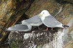 Mouette tridactyle - Rissa tridactyla.JPG