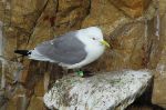 Mouette tridactyle - Rissa tridactyla_ sur futur nid.JPG