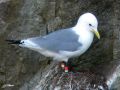 Mouette tridactyle - Rissa tridactyla