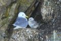 Mouette tridactyle + poussin
