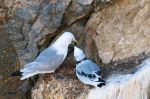 Mouette tridactyle nourrissant son poussin
