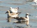 Mouette mélanocéphale - Larus melanocephalus