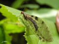 Neuroptère_Osmylidae - Osmylus fulvicephalus_ L‘Hémérobe aquatique