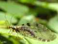 Neuroptera_Osmylidae - Osmylus fulvicephalus