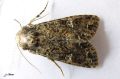 Noctuidae_ La Noctuelle du chou - Mamaestra brassicaeJPG