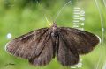 Odezia atrata - Le Tanagre du cerfeuil , Le Ramoneur _ geometridae