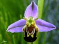 Ophrys abeille - Ophrys apifera_