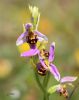 Ophrys abeille - Ophrys apifera.JPG
