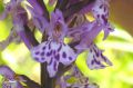 Orchidée - Dactylorhisa fuchsii - Orchis de Fuchs