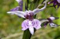 Orchidée - Dactylorhisa fuchsii - Orchis de Fuchs _ fleur