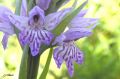 Orchidée - Dactylorhisa fuchsii - Orchis de Fuchs _ fleurs
