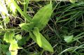 Orchidée - Dactylorhisa fuchsii - Orchis de Fuchs _ rosette