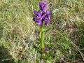 Orchidée - Orchis morio (Orchis bouffon)