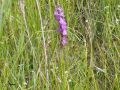 Orchidée - Orchis palustris _ Orchis des marais