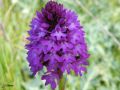 Orchis Pyramidal - Anacamptis pyramidalis _détail