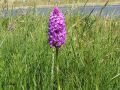 Orchis Pyramidal - Anacamtis pyramidalis