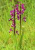Orchis à fleurs lâches - Orchis laxiflora