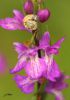 Orchis des marais - Orchis palustris