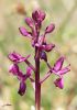 Orchis laxiflora - Orchis à fleurs lâches