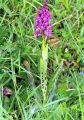 Orchis mâle - Orchis mascula
