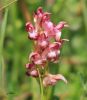 Orchis punaise - Orchis coriophora _.JPG