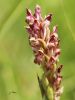 Orchis punaise - Orchis coriophora .JPG