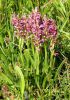 Orchis punaise - Orchis coriophora _ touffe