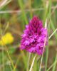 Orchis pyramidal - Anacamptis pyramidalis.JPG