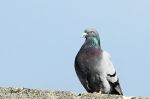 Pigeon biset  - Columba livia 