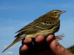 Pipit des arbres - Anthus trivialis 