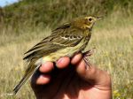 Pipit des arbres - Anthus trivialis _ migrateur