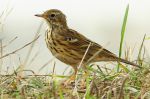 Pipit farlouse - Anthus pratensis