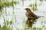 Pipit farlouse - Anthus pratensis_