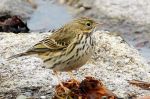 Pipit farlouse - Anthus pratensis 