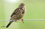 Pipit farlouse - Anthus pratensis _ automne 