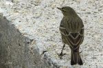 Pipit maritime - Anthus petrosus.JPG
