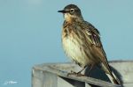 Pipit maritime - Anthus petrosus