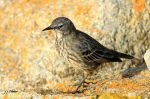 Pipit maritime - Anthus petrosus .JPG