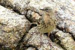 Pipit maritime - Anthus petrosus ( littoralis)